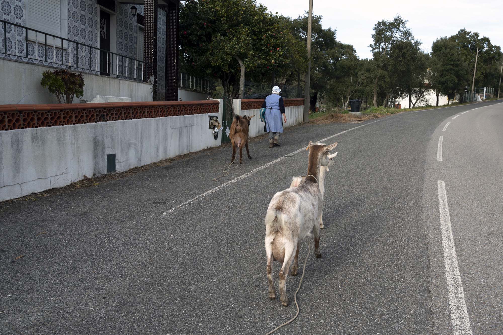 Sardoal | Os últimos dois resistentes à solidão de uma terra sem gente