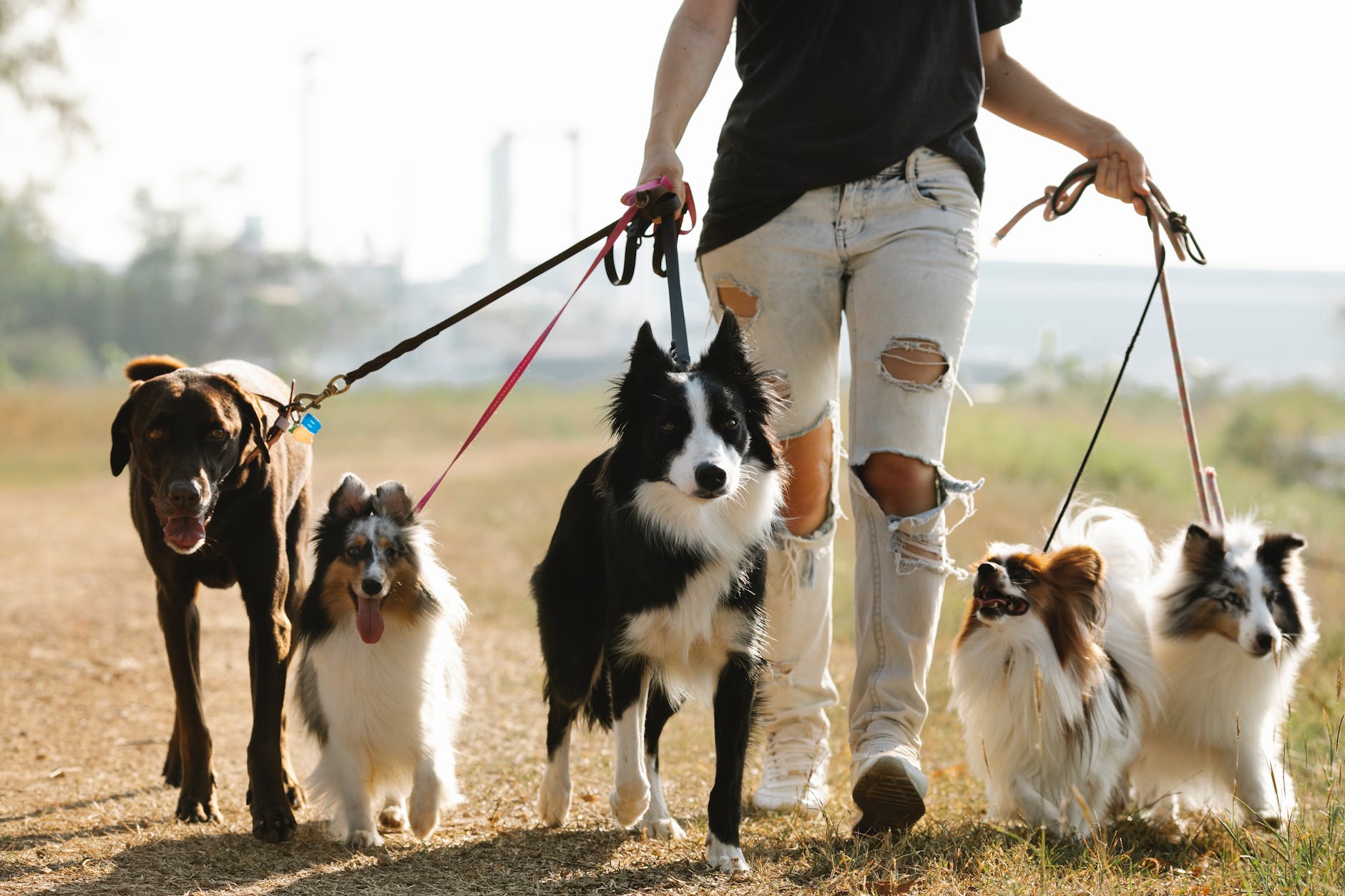 woman walking dogs on leashes in countryside