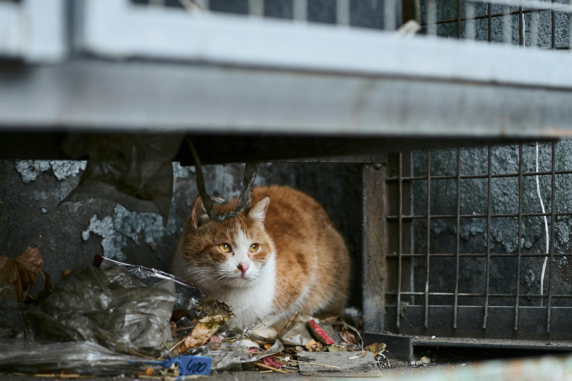 orange and white cat hiding near a metal fence